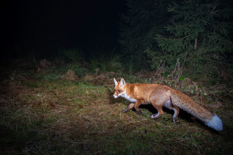 Observation de la faune de nuit